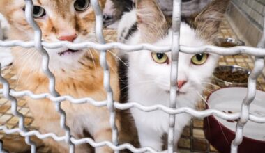 Duisburger Tierheim kämpft gegen Überfüllung