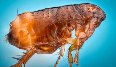 Beulenpest lässt sich mit einer rein oralen Antibiotika-Therapie wirksam behandeln