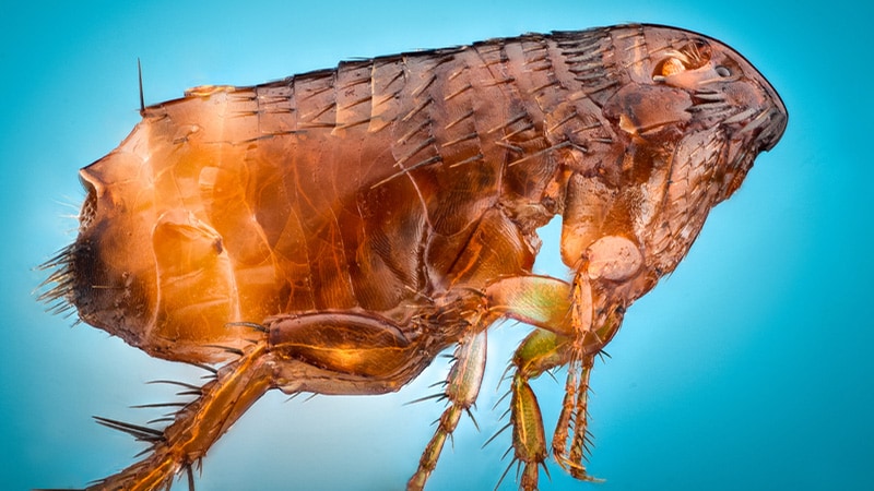 Beulenpest lässt sich mit einer rein oralen Antibiotika-Therapie wirksam behandeln
