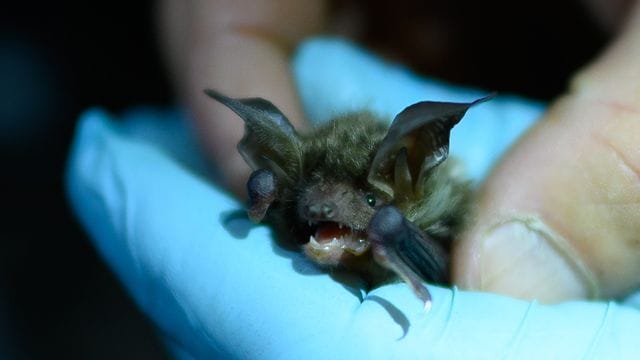 Eine Bechstein-Fledermaus wird während der Untersuchung gehalten.