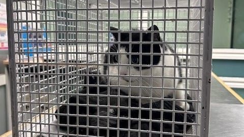 Eine schwarz-weiße Katze in einem Käfig: Das Tier wurde im Zug auf dem Weg von Lübeck nach Hamburg gefunden.