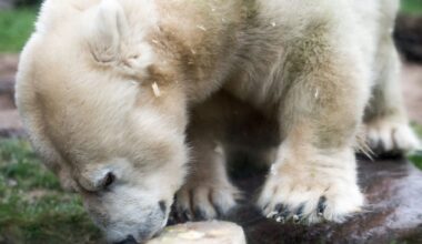 Zoo in Gelsenkirchen trauert um kleinwüchsige Eisbärin