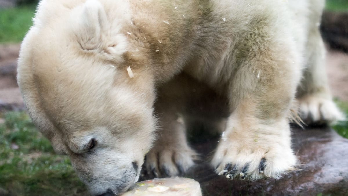 Zoo in Gelsenkirchen trauert um kleinwüchsige Eisbärin