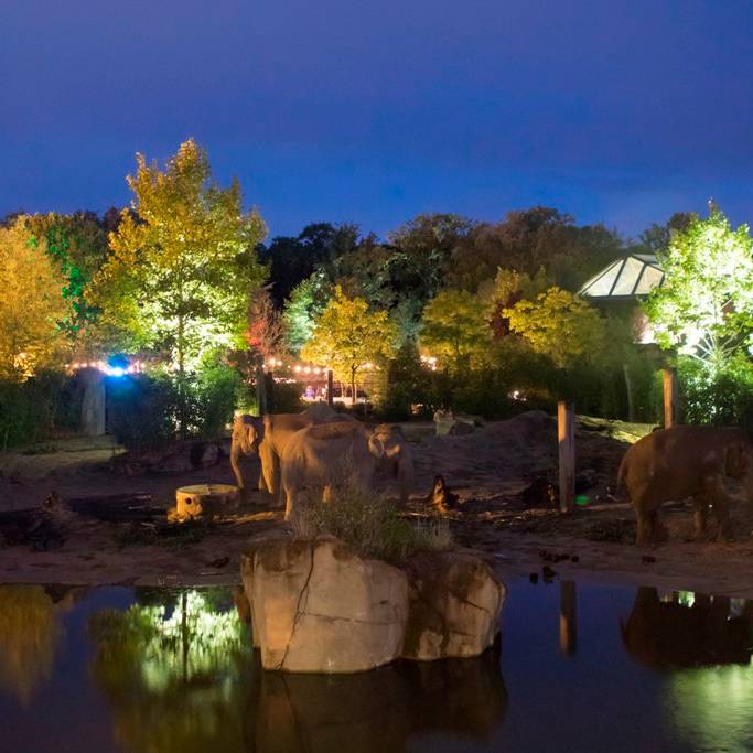 "Nachts im Zoo" lockt nach Münster