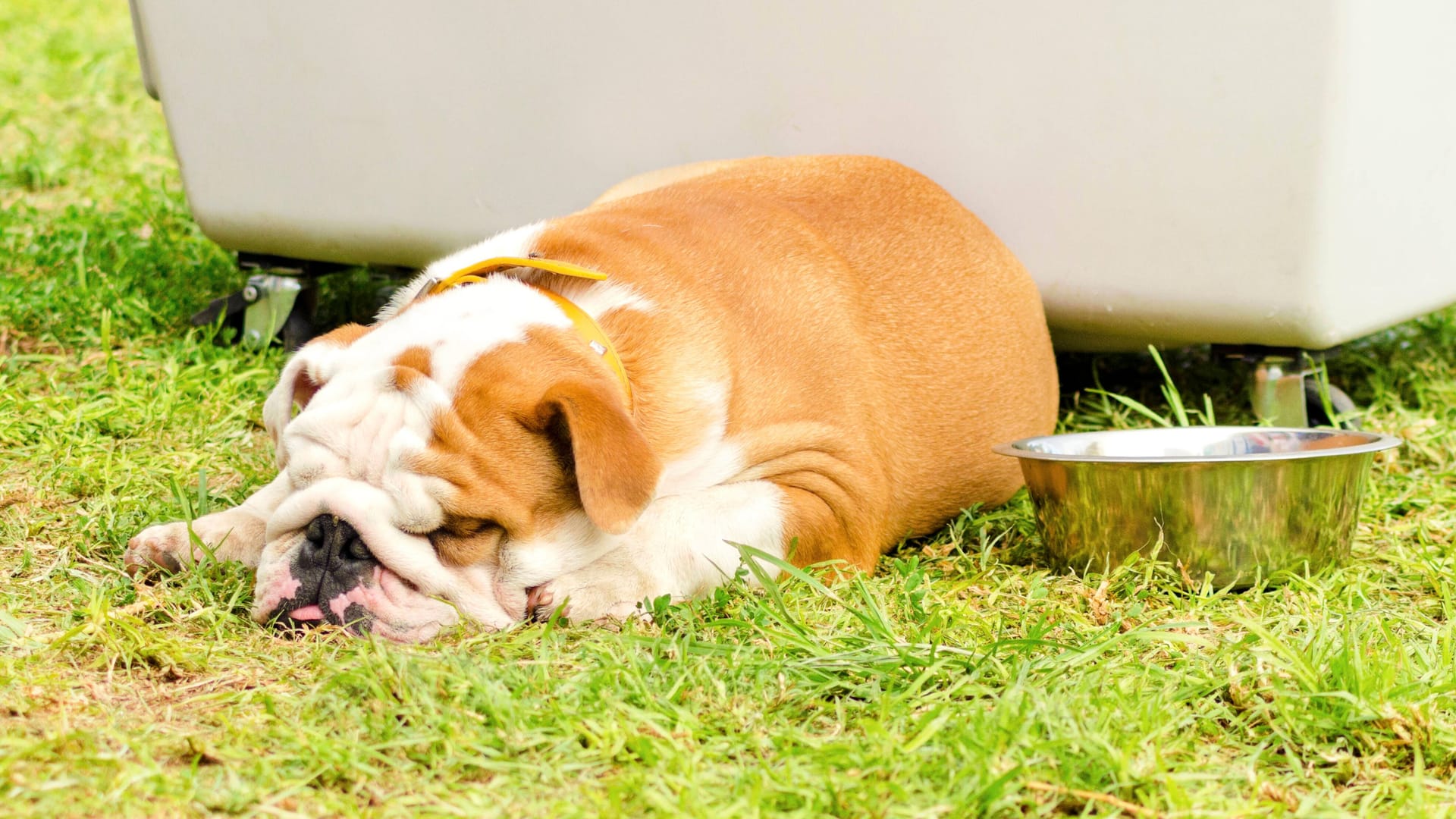 Englische Bulldogge (Symbolbild): Balou hatte große Schmerzen.