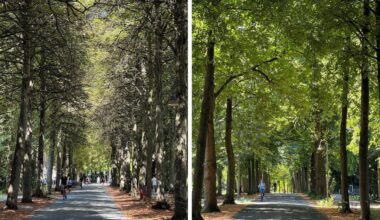 Bäume auf Promenade in Münster wirken wie vertrocknet