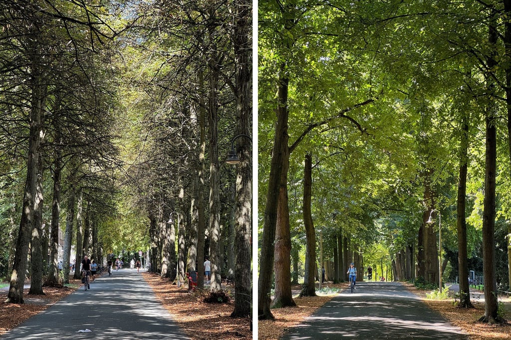 Bäume auf Promenade in Münster wirken wie vertrocknet