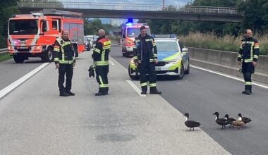 Vollsperrung A671: Polizei-Eskorte für Entenfamilie über Autobahn | Regional