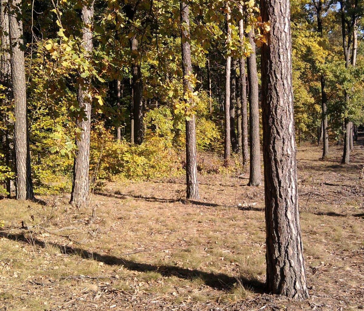 In Viersen werden Bäume gefällt