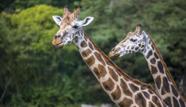 Zoo Leipzig: Irre Entdeckung bei Giraffen - Pfleger müssen sofort handeln