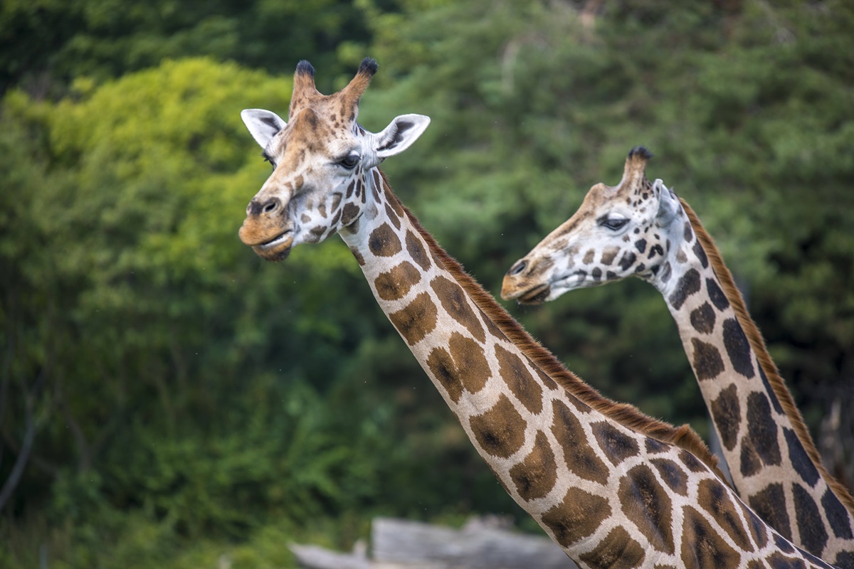 Zoo Leipzig: Irre Entdeckung bei Giraffen - Pfleger müssen sofort handeln