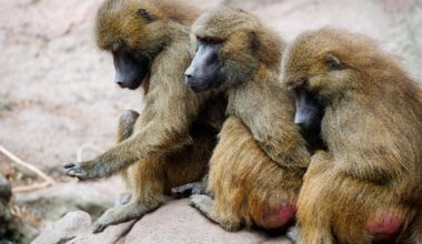 Tiere töten aus Platzmangel – das sagen Zoos in der Region