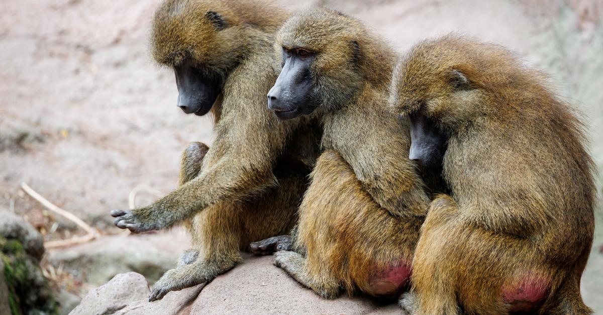 Tiere töten aus Platzmangel – das sagen Zoos in der Region