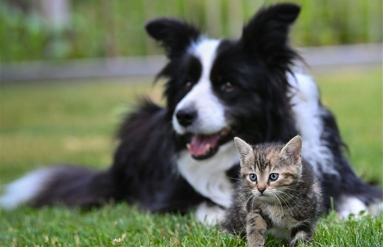 Neues EU-Gesetz wird teuer! Was Hunde- und Katzenbesitzer bald beachten müssen
