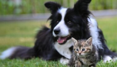 Neues EU-Gesetz wird teuer! Was Hunde- und Katzenbesitzer bald beachten müssen
