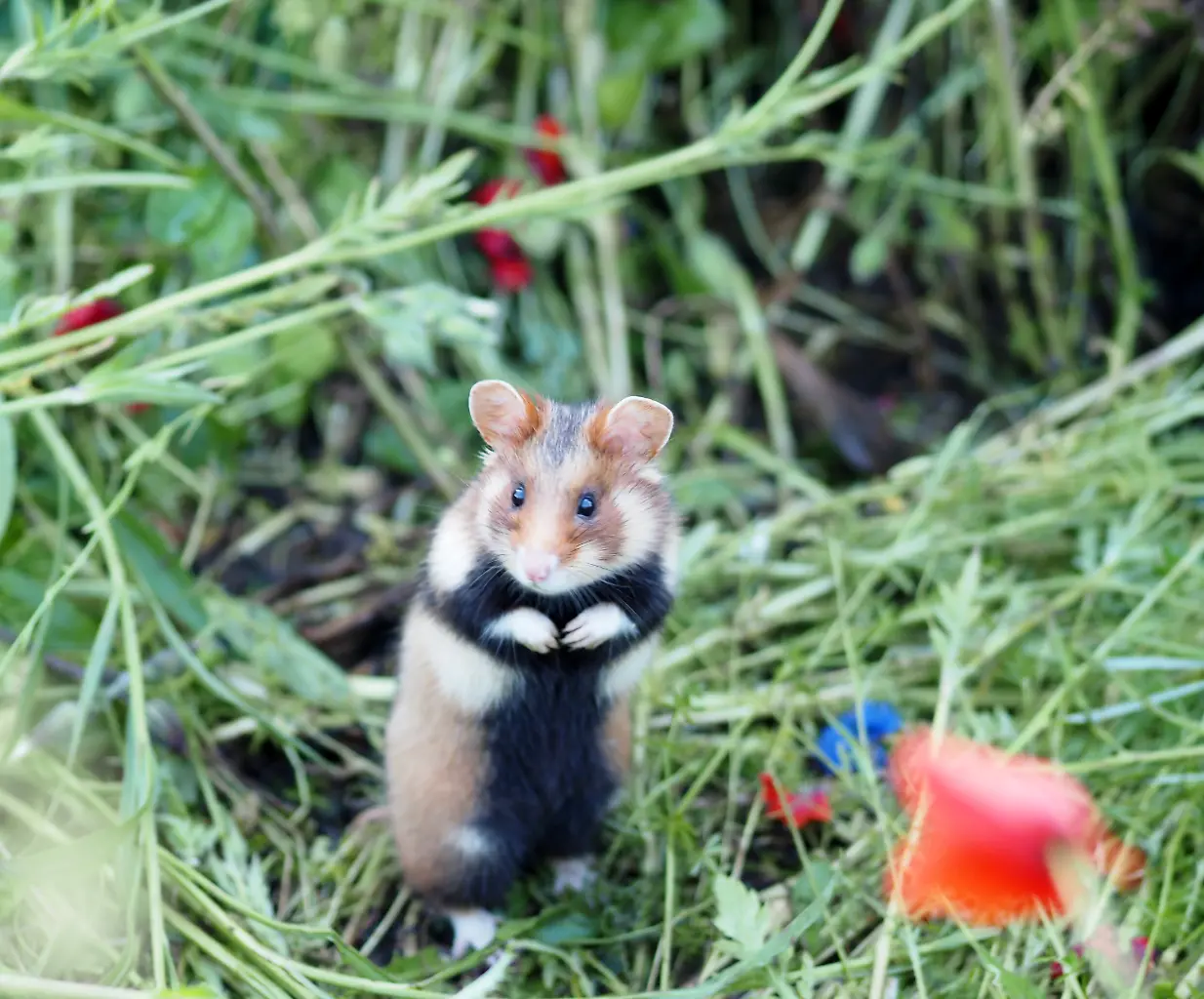 Zoo Leipzig Hamster unterwegs.jpg