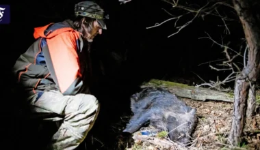 Afrikanische Schweinepest: Wiesbaden zahlt Jägern keine Abschussprämie