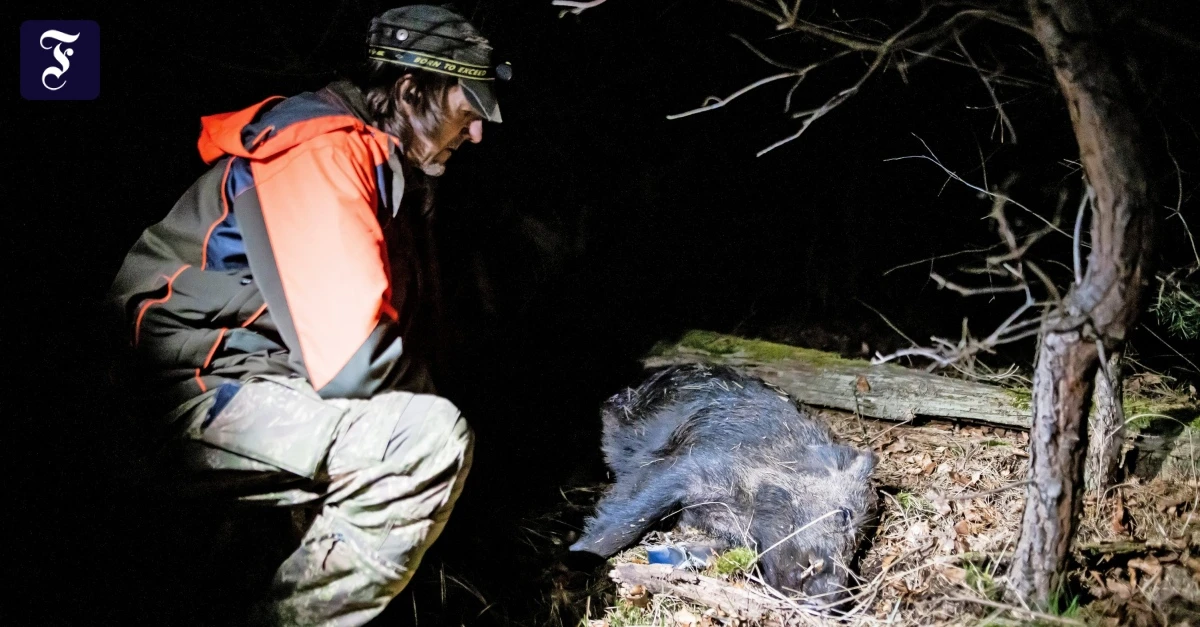 Afrikanische Schweinepest: Wiesbaden zahlt Jägern keine Abschussprämie