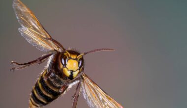 Nabu Leverkusen: Nester der Asiatischen Hornisse melden
