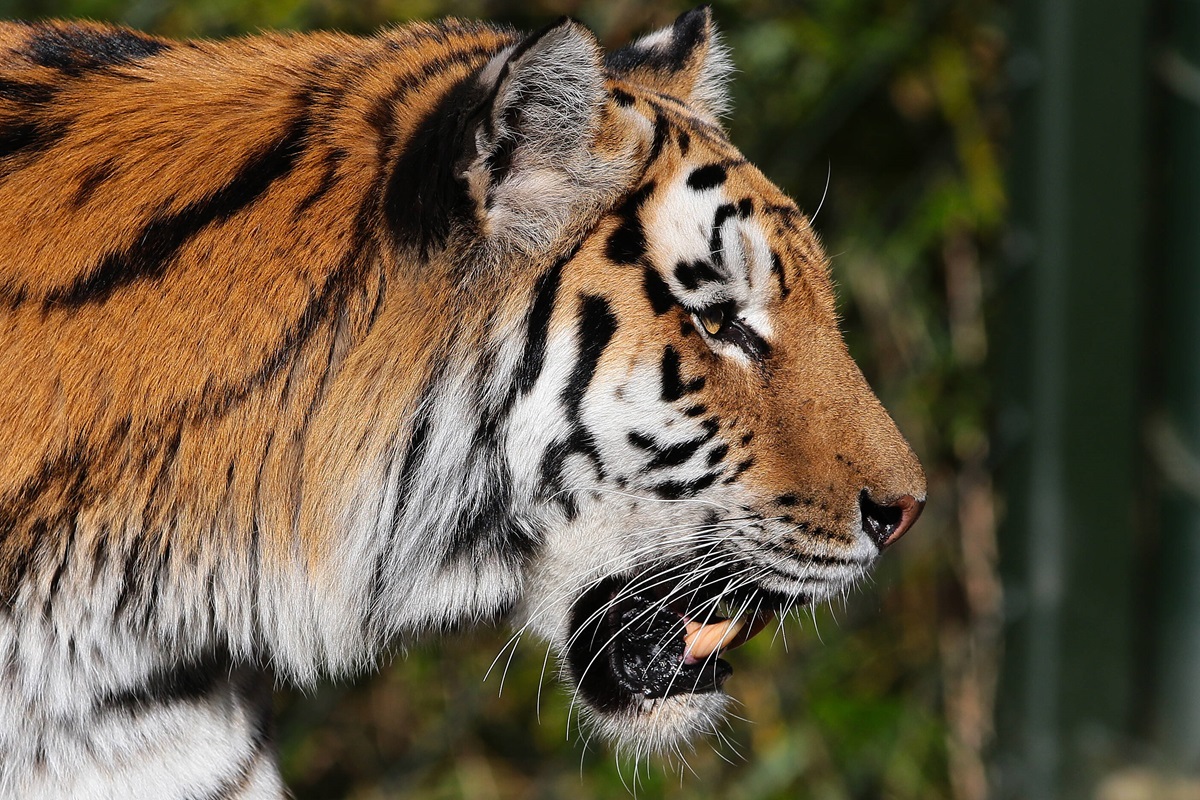 Zoom Gelsenkirchen ergreift wegen neuem Tiger Sicherheitsmaßnahmen - Besucher fiebern mit