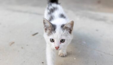 Tiertafel Gelsenkirchen erreicht Katzen-Notruf aus der Türkei