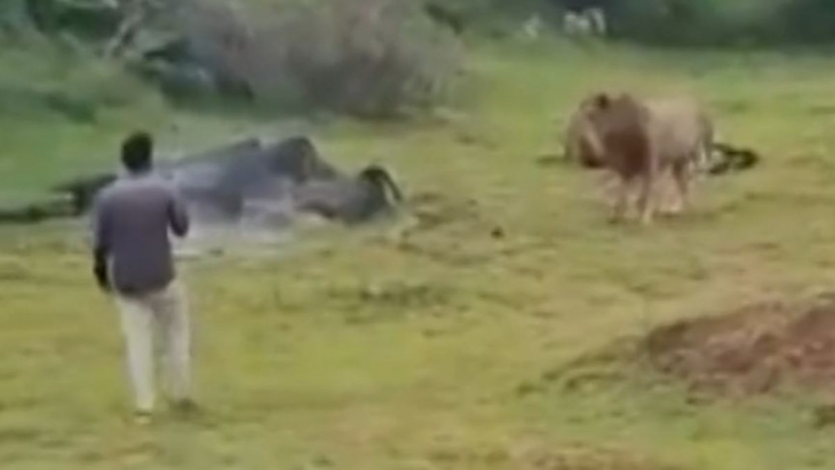 Störenfried verhaftet: Tourist bedrängt Löwen beim Essen - und muss flüchten