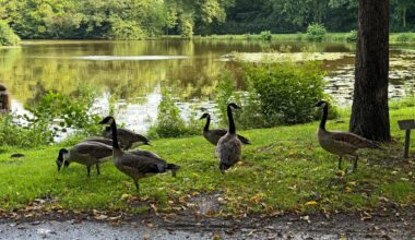 Hat Bremen eine Gänseplage? - buten un binnen