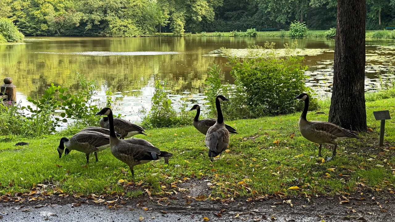 Hat Bremen eine Gänseplage? - buten un binnen
