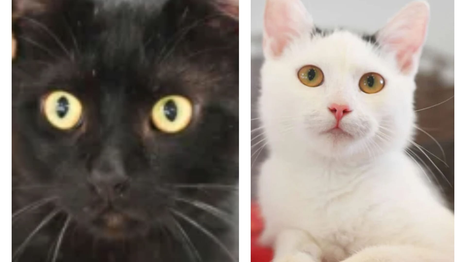 Kalle und Fee aus dem Tierheim Berlin