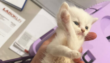Katzen-Horde im Tierheim Bochum – für ein Kitten kommt jede Hilfe zu spät