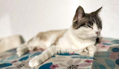Uni bekommt Tausende Katzenvideos nach Forschungsaufruf