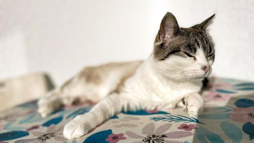 Uni bekommt Tausende Katzenvideos nach Forschungsaufruf