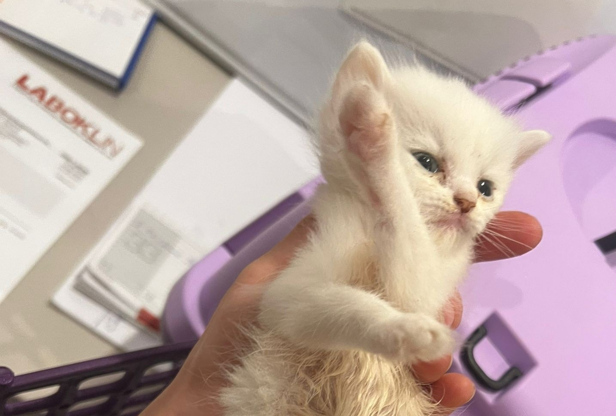 Katzen-Horde im Tierheim Bochum – für ein Kitten kommt jede Hilfe zu spät