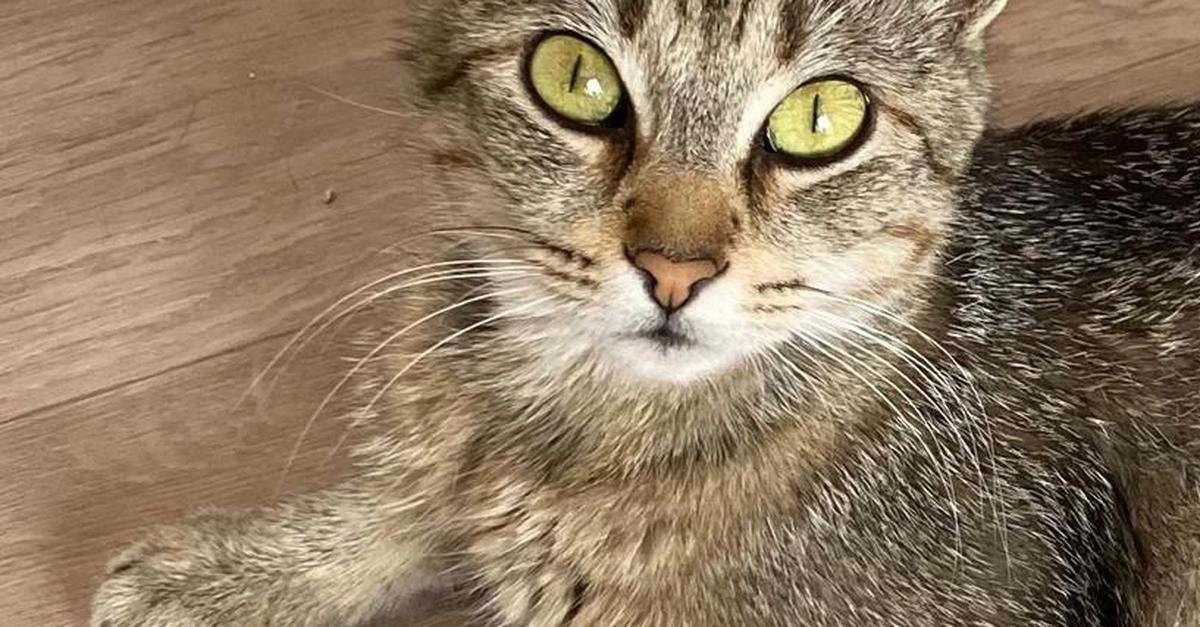Jungkatze Leonie und ihre Kitten suchen ein Zuhause