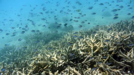 Rekordbleiche am Great Barrier Reef: Korallen sterben in nie dagewesenem Ausmaß.