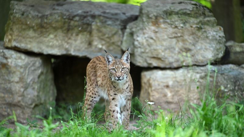 Vom Karlsruher Zoo in die Freiheit: Luchs "Carlo" in den Startlöchern für die Auswilderung