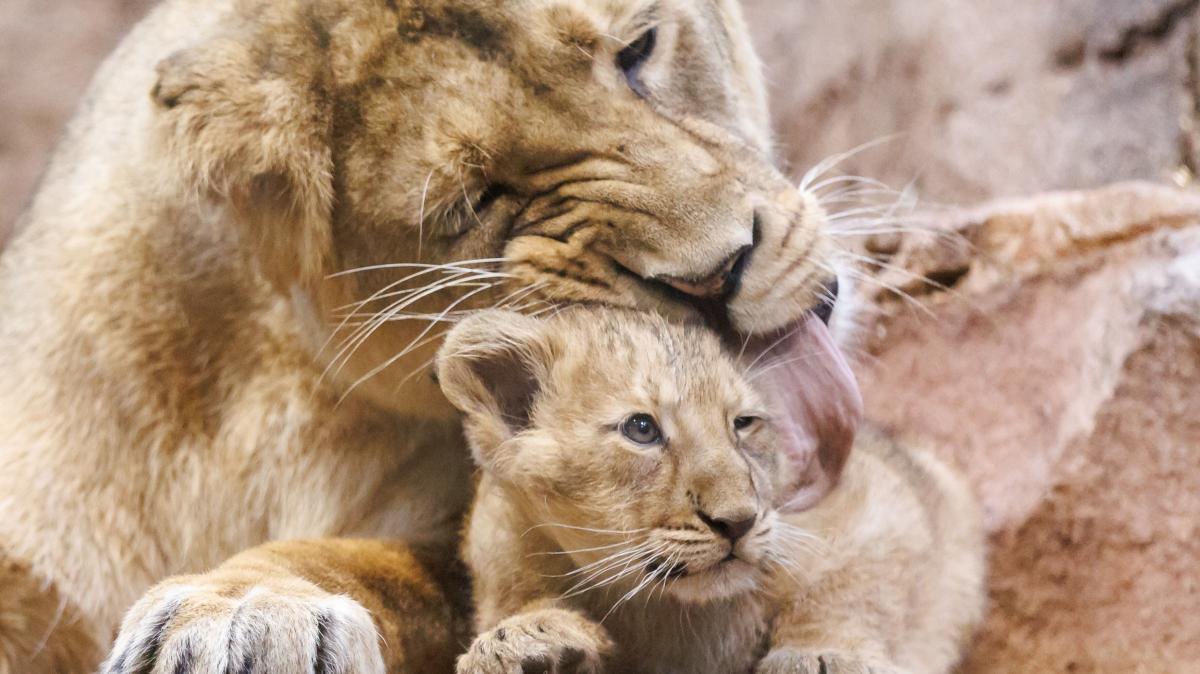 Löwin hat ihr Baby gefressen