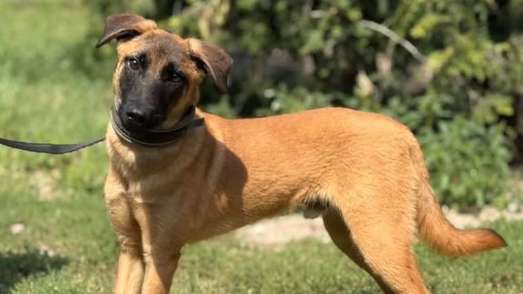 Malinois Aci (Screenshot): Für den jungen Rüden wird ein neues Zuhause gesucht.