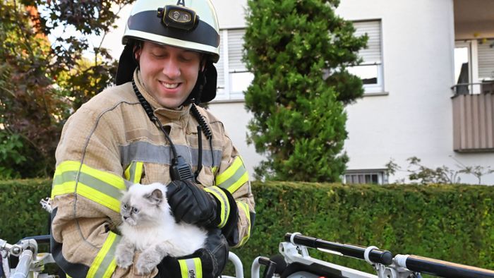 Einsatz in Fellbach: Katze miaut um Hilfe – Feuerwehr rettet sie vom Dach