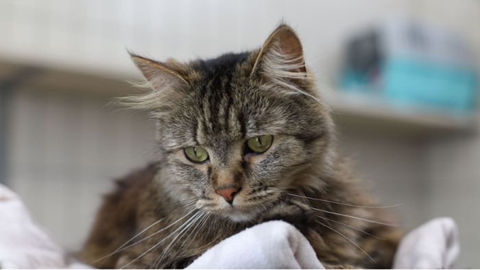 Vorschlag noch in diesem Jahr: Stuttgart plant Kastrationspflicht für Katzen