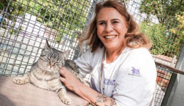 Katzenproblem in Stuttgart: Tierheim überfüllt – „Die Leute sind so kaltschnäuzig geworden“