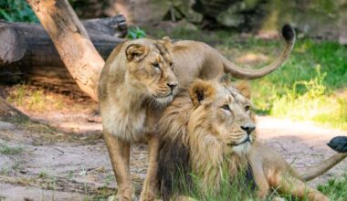 Im Tiergarten Nürnberg: Löwenmama frisst ihr Baby - Oberfranken