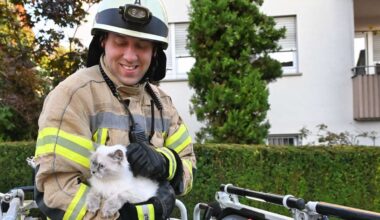 Einsatz in Fellbach: Katze miaut um Hilfe – Feuerwehr rettet sie vom Dach