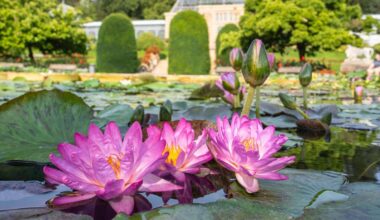 Pflanzen in der Wilhelma: Seerosen-Highlights in der Wilhelma