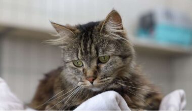Vorschlag noch in diesem Jahr: Stuttgart plant Kastrationspflicht für Katzen
