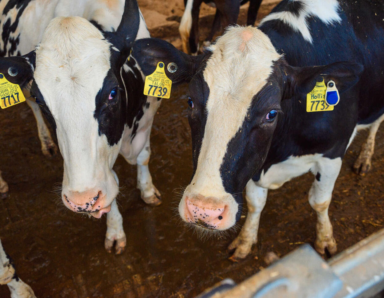 Vogelgrippe-Virus in Milch und Luft: Größter Seuchenausbruch seit 100 Jahren - agrarheute.com