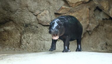 Diesen Sonntag ist Toni ein letztes Mal im Zoo zu sehen