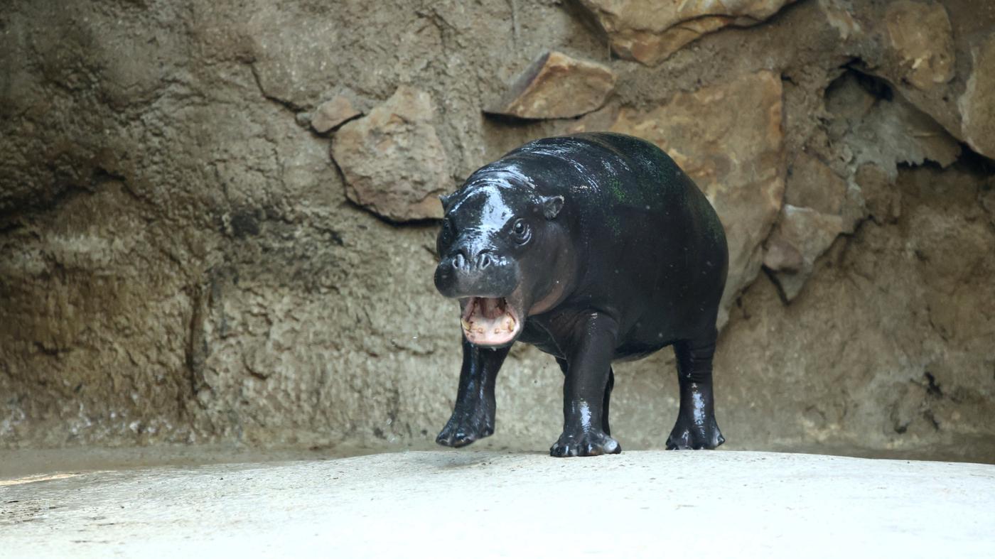 Diesen Sonntag ist Toni ein letztes Mal im Zoo zu sehen