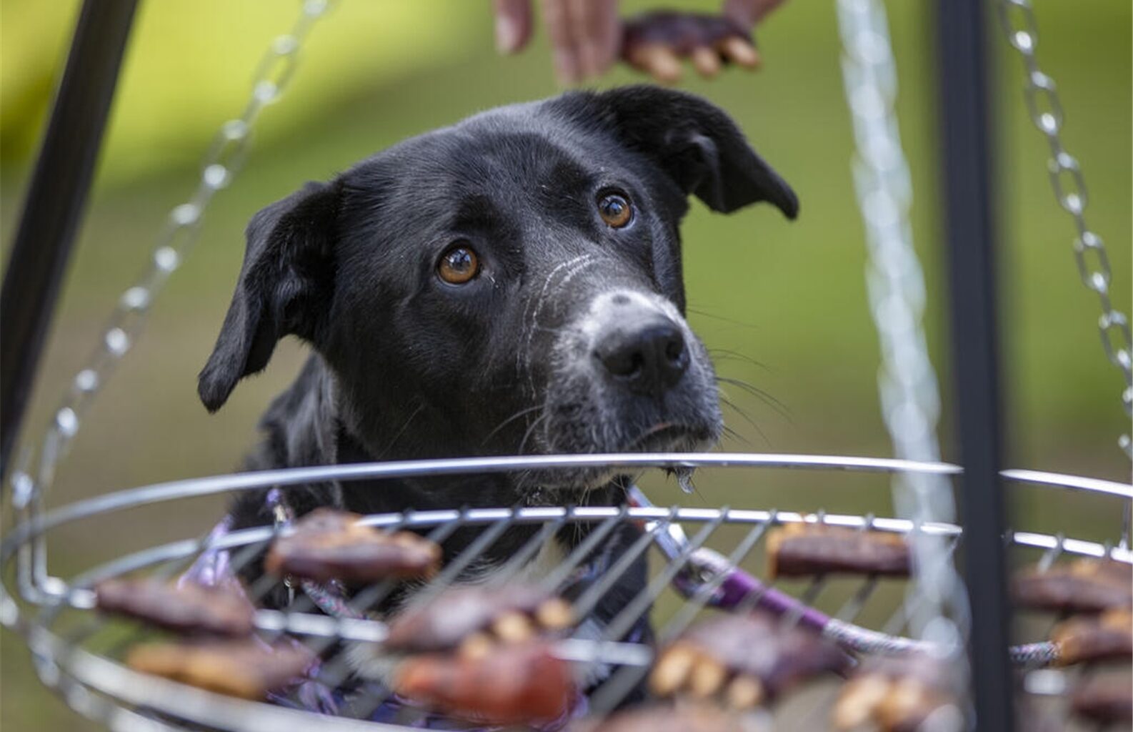 PETA grillt Hund! Drastische Protestaktion in Berlin sorgt für Aufschrei
