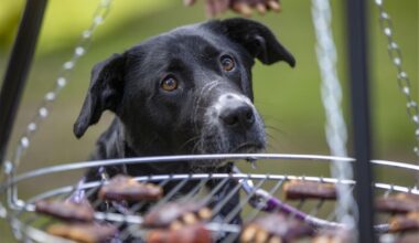 PETA grillt Hund! Drastische Protestaktion in Berlin sorgt für Aufschrei